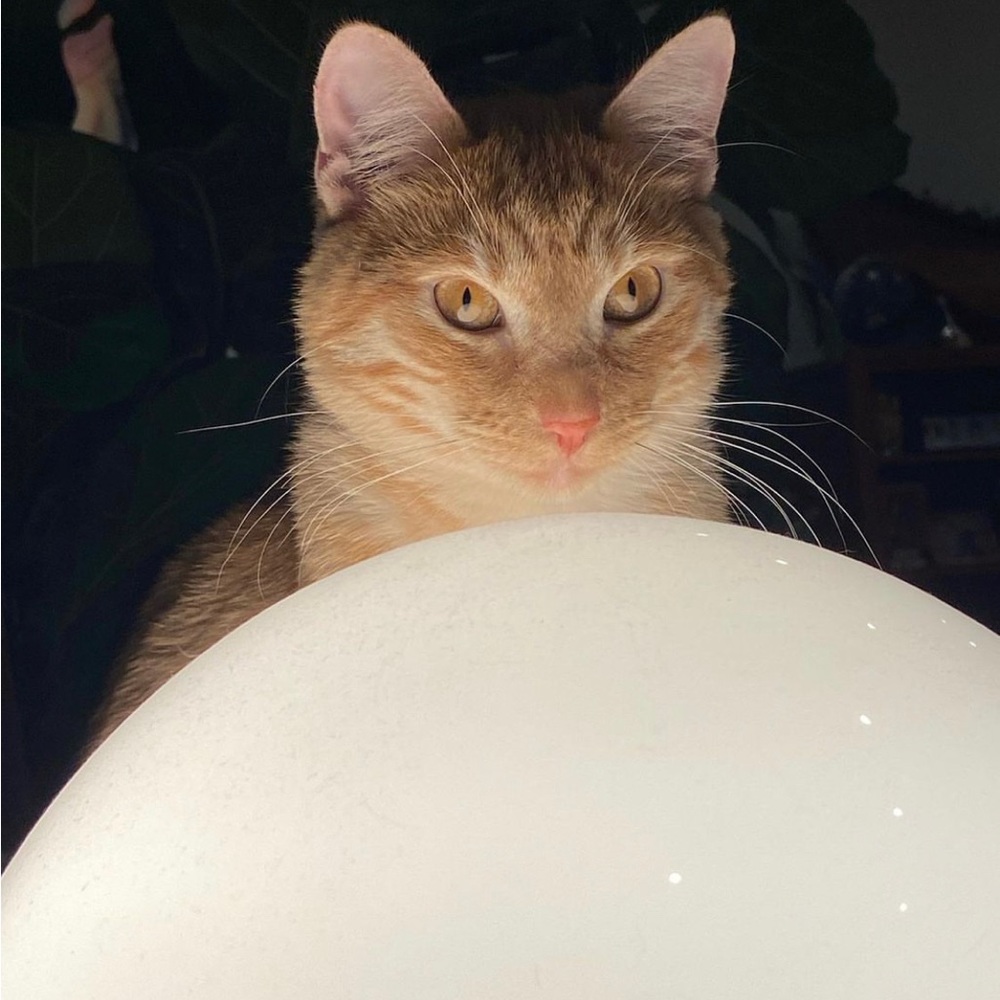 Meet your Posher, Keira